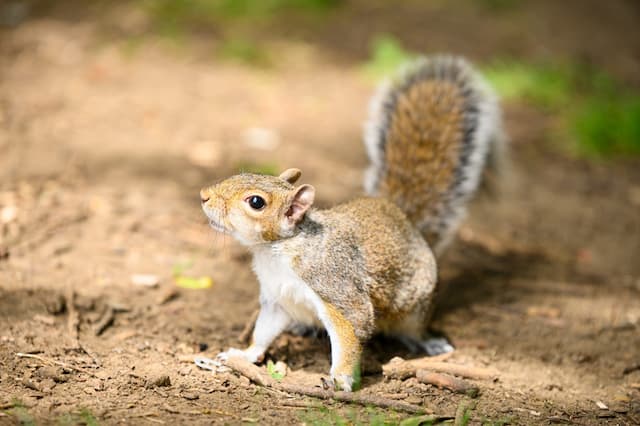 Why You Should Not Use DIY Trapping Methods for Squirrels