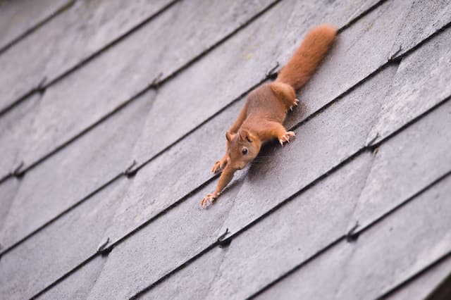 The Dangers of Squirrels Living in Your Attic