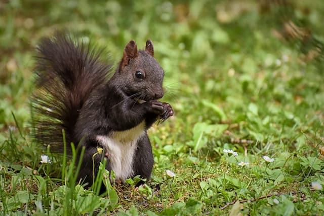 Do Squirrels Carry Parasites