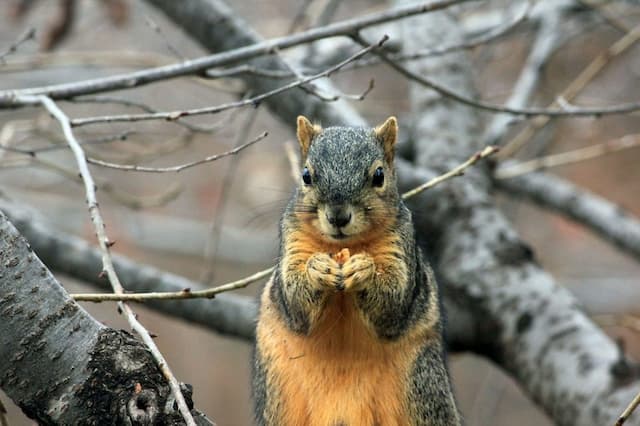 Squirrel Invasion and Health Concerns