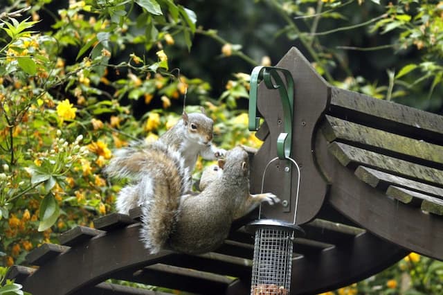 What Should You Not Feed Squirrels