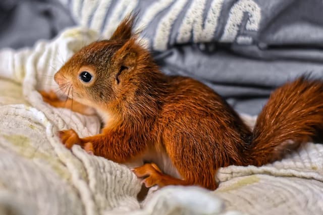 What You Need to Know about Baby Squirrel Season