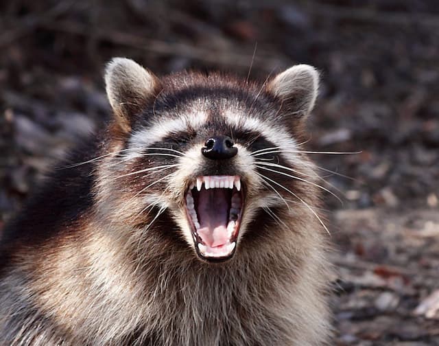 What to Do When You Find a Raccoon in Your Garbage