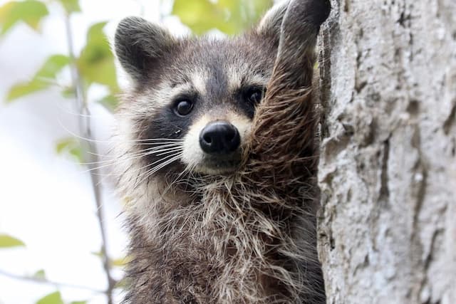 How To Raccoon Proof Your House