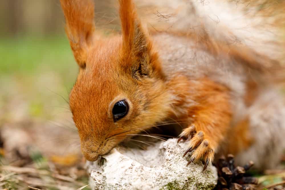 Can multiple squirrels cohabitate under one roof?