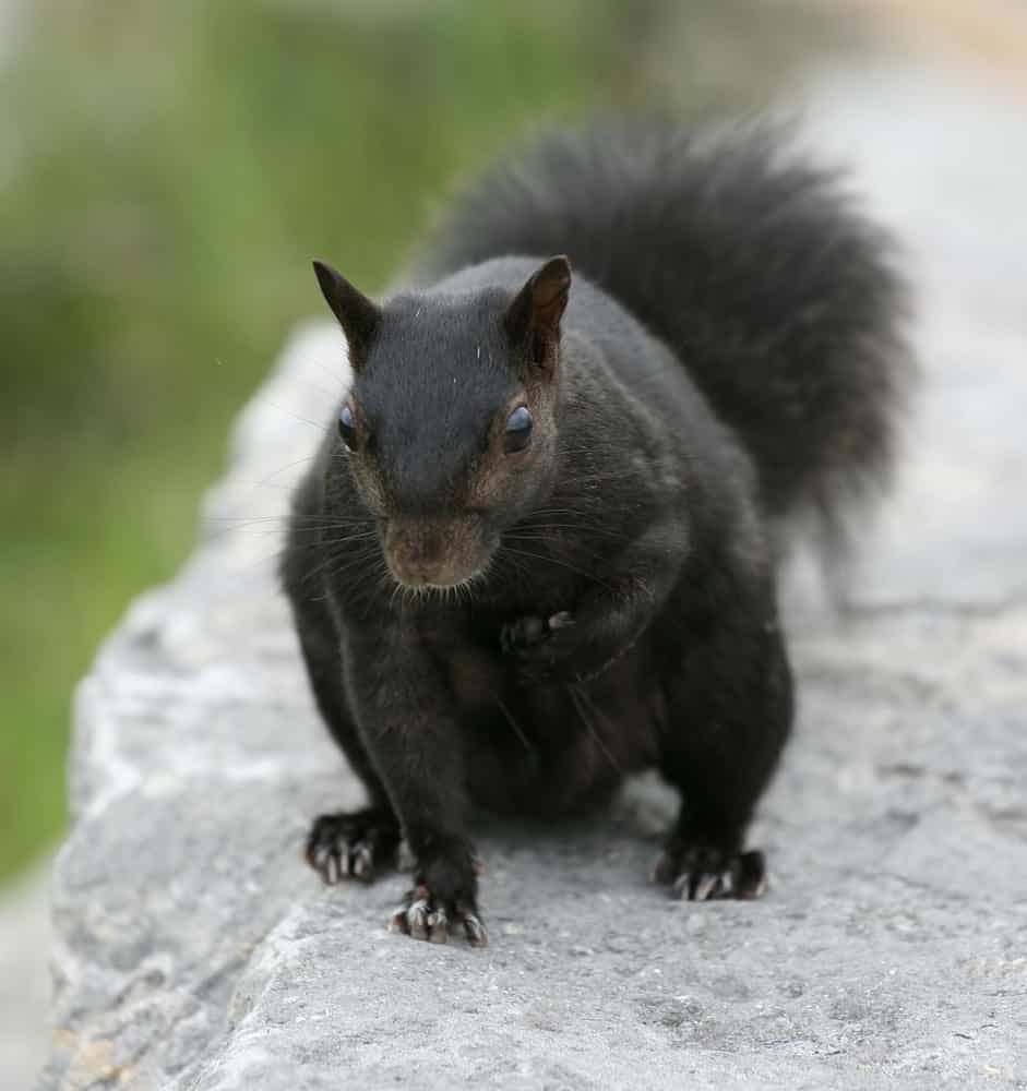 Do squirrels leave an attic space once it has nested itself?