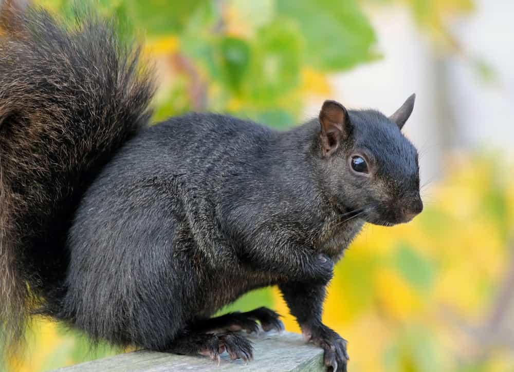 Do trees increase the chance of squirrels entering my attic?