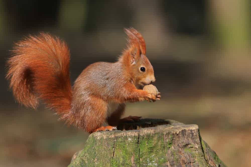 Humane way to get squirrels out of the attic