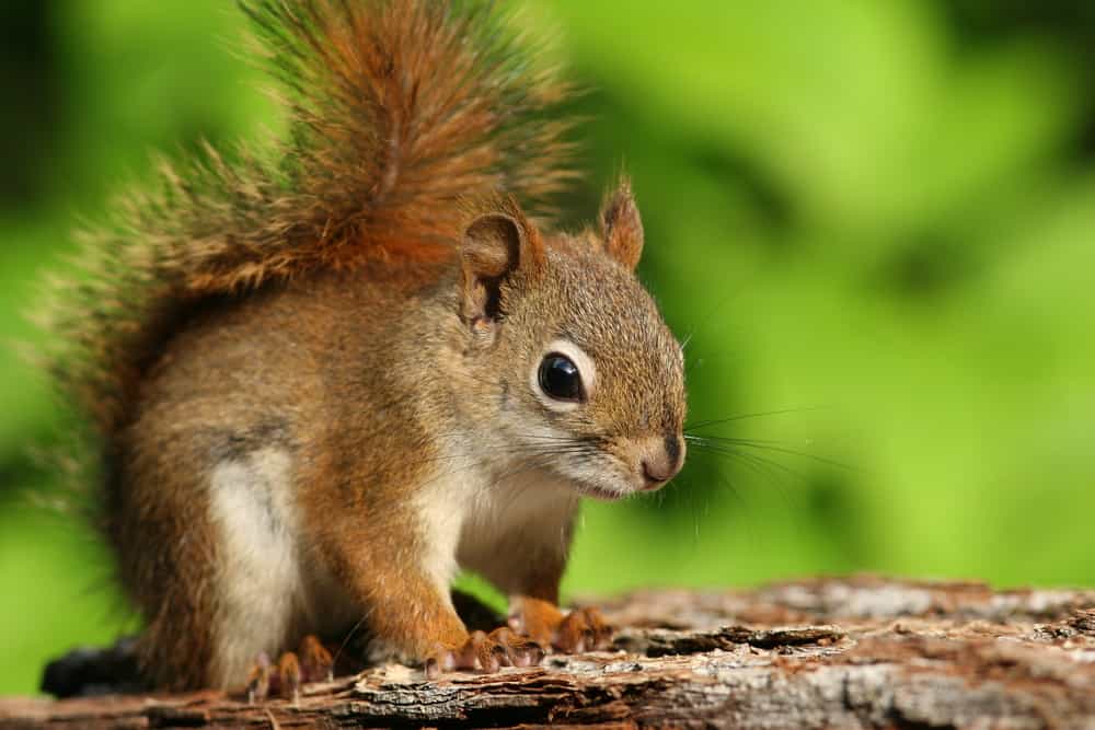 Is there a difference in behavior between the Red Squirrel and the Eastern Grey Squirrel?