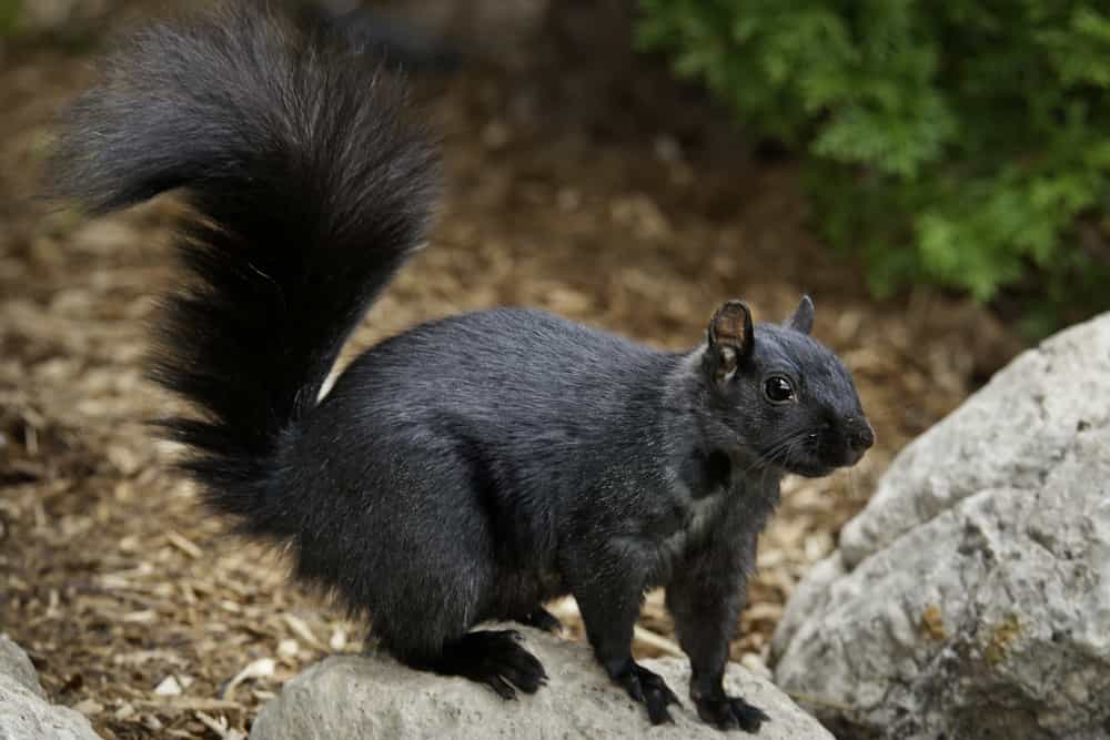 Is there any way you can squirrel-proof your attic? 