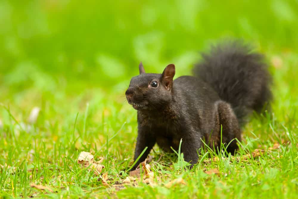 What is the difference between a urban nest and the one found