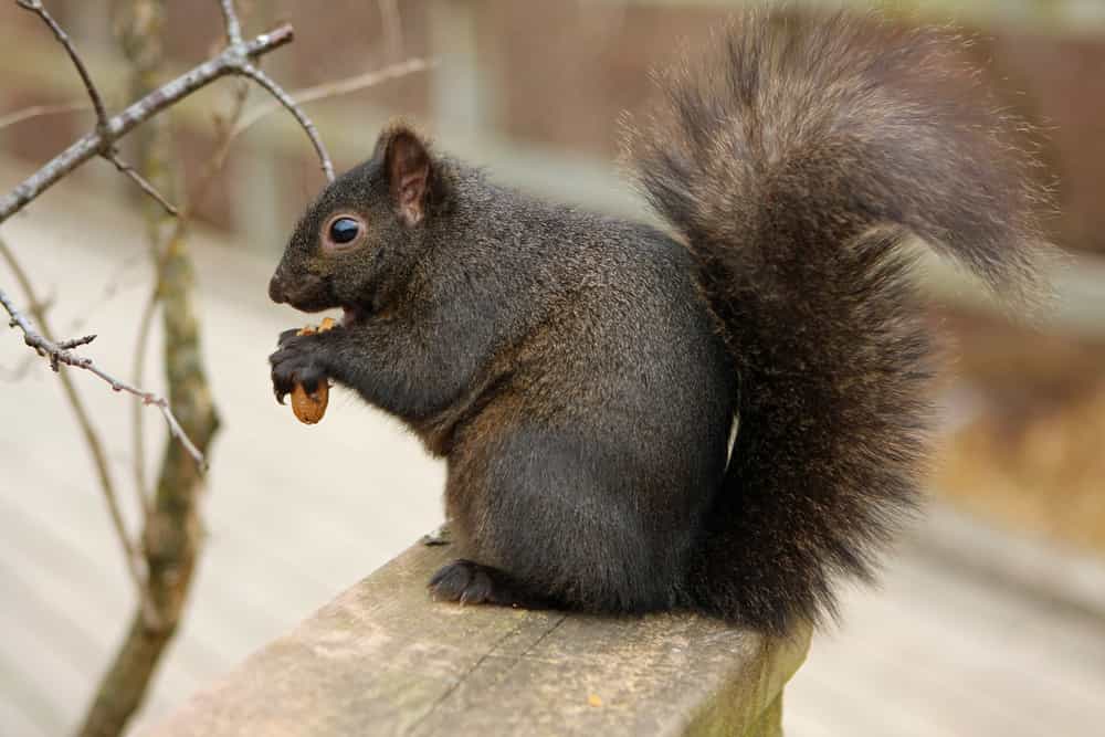 Why are squirrels intent on bird feeders?