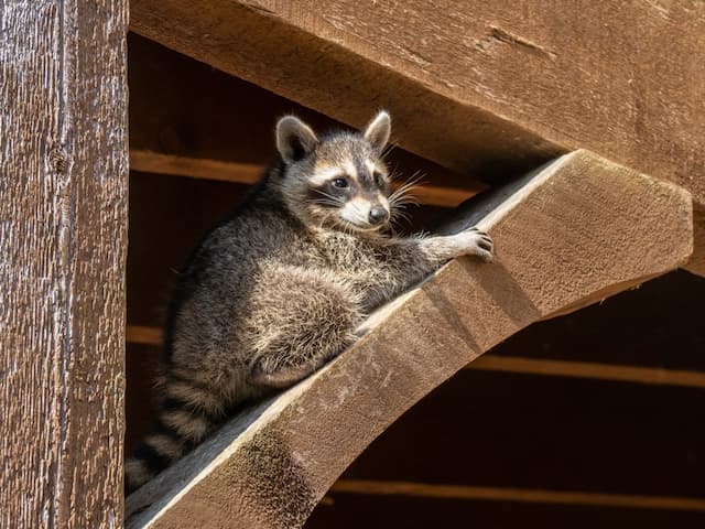 How To Deal With a Raccoon Family Under your Deck