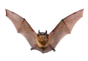 bat control hamilton