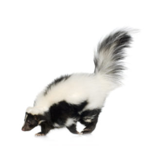 skunk removal hamilton